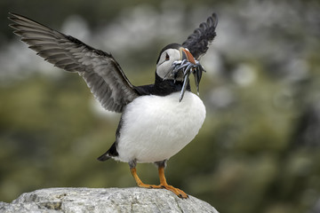 Puffin with a mouthful of sand eels flapping its wings getting ready to fly