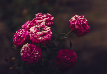 Beautiful vintage roses flowers