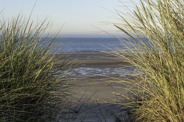 Beach scene at sunset looking though mounds of sea grass