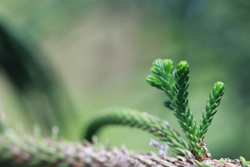 Close up pine blade in the garden