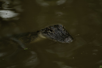 Alligator in Bayou 