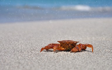 Live crab on sand