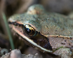 Wood Frog