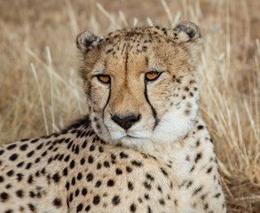 Adult cheetah lies down in dry grass © mindstorm