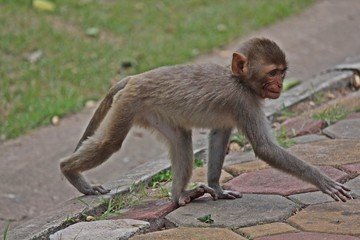 Animal,  a monkey is walking,  it lives in KUM PHA WA PI park,  at UDONTHANI province THAILAND.