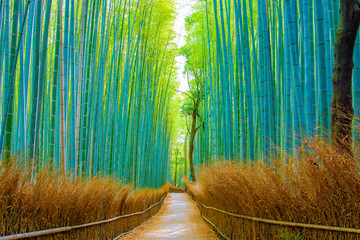 Beautiful Bamboo forest in Arashiyama at Kyoto