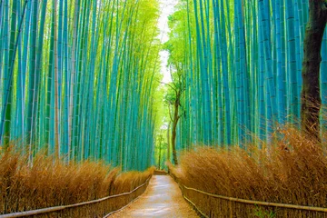 Crédence de cuisine en verre imprimé Bambou Belle forêt de bambous à Arashiyama à Kyoto