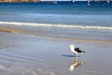 Seagull