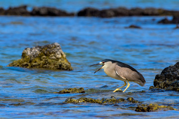 Hawaiian Black Crowned Night Heron (Nycticorax nycticoras) or Auku'u
