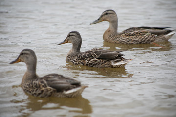 Three Ducks Swimming Close Up