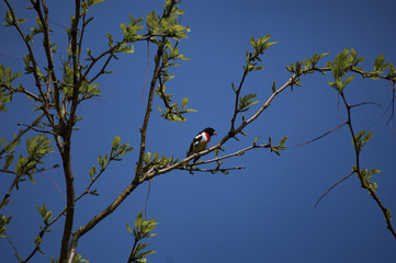 Iowa Rose-breasted Grosbeak sitting in tree