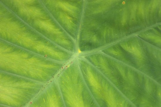 closeup macro photo of lotus leaf