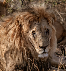 Fototapeta premium Adult male lion lies down in the short dry grass
