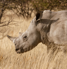 Single white rhinoceros stands on a dirt road