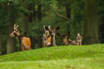 Red deer