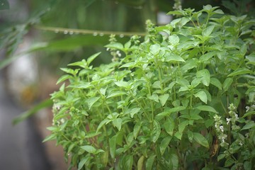 Hairy Basil tree