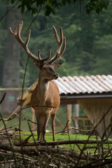 Red deer