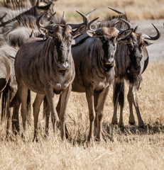 A herd of cape buffalo look at the photographer