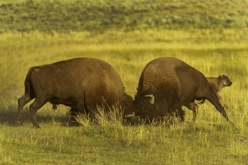 Bison fight