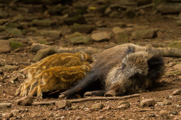 Wild boar