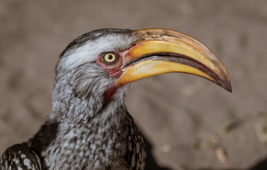 Close-up of head of a Yellow Billed Hornbill