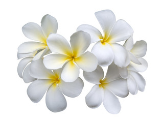 Frangipani (plumeria) flowers isolated on white background, clipping path included