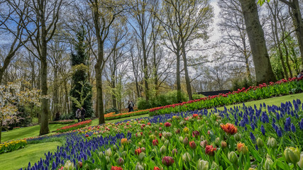 Tulip Flowers Garden In Netherlands