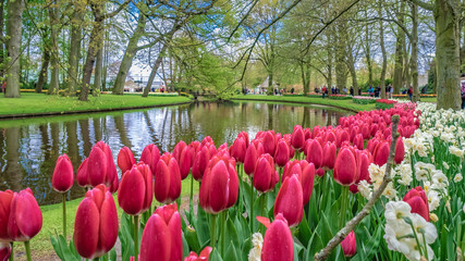 Obraz premium Pink Tulip Garden In Netherlands