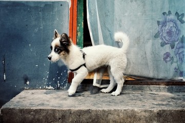 cute small dog waiting outside of their home looking at the street