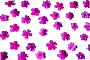Fototapeta na wymiar beautiful floral pattern of pink flowers phlox on white background, bright gentle composition