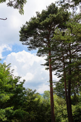 a pine road of korea