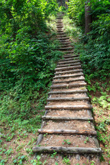 a pine road of korea