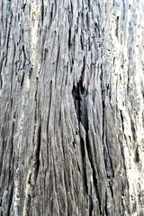 Textures and natural patterns Bark of tree trunk