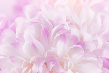 Fototapeta premium Chrysanthemum flowers in soft pastel color and blur style for background