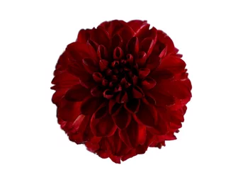 Papier Peint photo Dahlia one burgundy with red dahlia flower on a white background isolated
