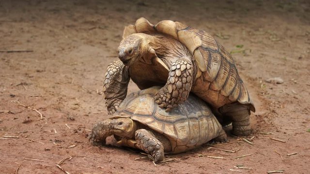 Aldabra giant tortoise (Aldabrachelys gigantea) mating in the garden