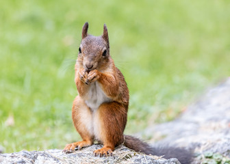 Naklejka na ściany i meble funny red squirrel sitting on grey stone with nut on blurred green lawn background