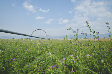 The wide open green alfalfa fields under the sprinkler and the hazy sky. 