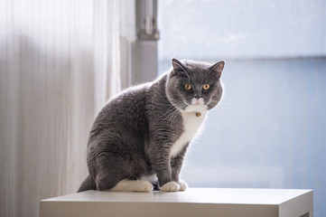 Cute British short hair cat, shot indoors