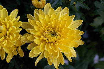 Flower yellow 