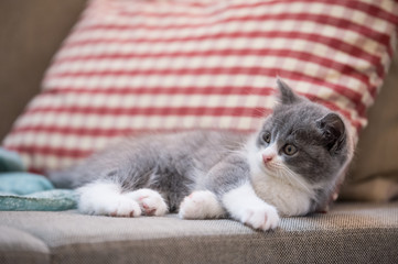 Cute British short hair cat kitten