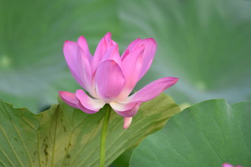 Blooming lotus flowers in the park