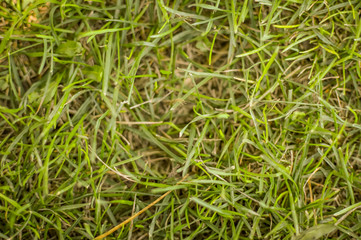 Obraz premium Lush green grass to be used as a background