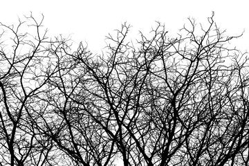 Branches of dry trees isolated on white background