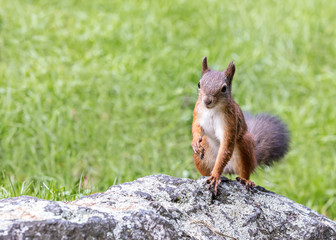 red squirrel standing on big grey stone against blurred green grass background