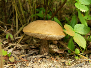 mushroom boletus in grass