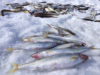 winter ice fishing for smelt