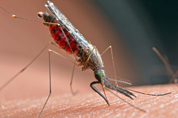 Macro of virulent mosquitoes on human skin.