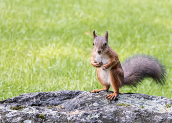 Naklejka na ściany i meble cute red squirrel standing on grey stone on blurred green grass background