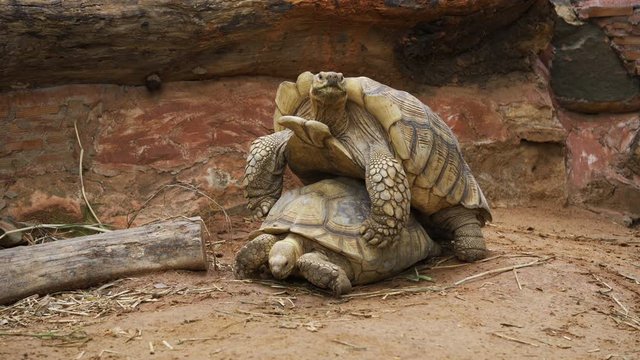 Aldabra giant tortoise (Aldabrachelys gigantea) mating in the garden
